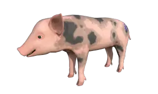 158-Animal_009_白猪 - 1