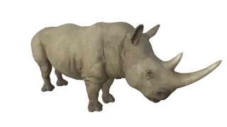 169-Animal_017_犀牛 - 1