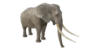 170-Animal_018_大象 - 1