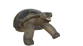 171-Animal_019_乌龟 - 1