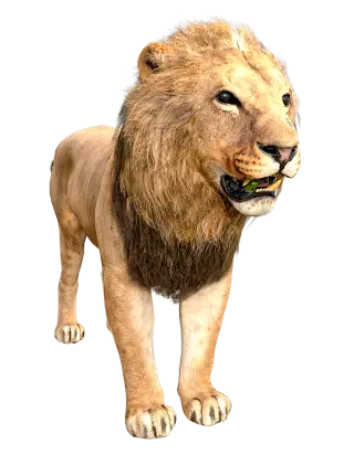 176-Animal_024_狮子 - 1