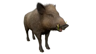 177-Animal_025_野猪 - 1