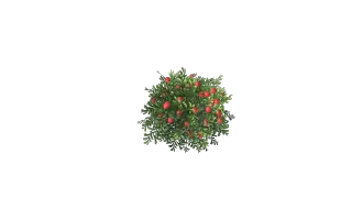 223-Props_045_浆果从 - 1