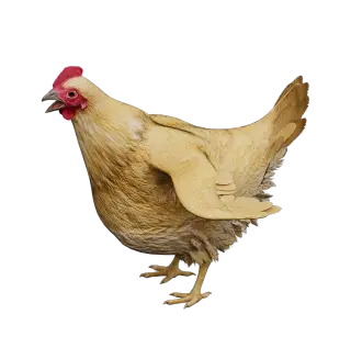 484-Animal_029_母鸡 - 1