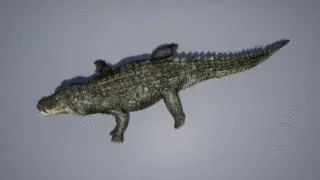 671-破碎_019_鳄鱼背部切开 - 1